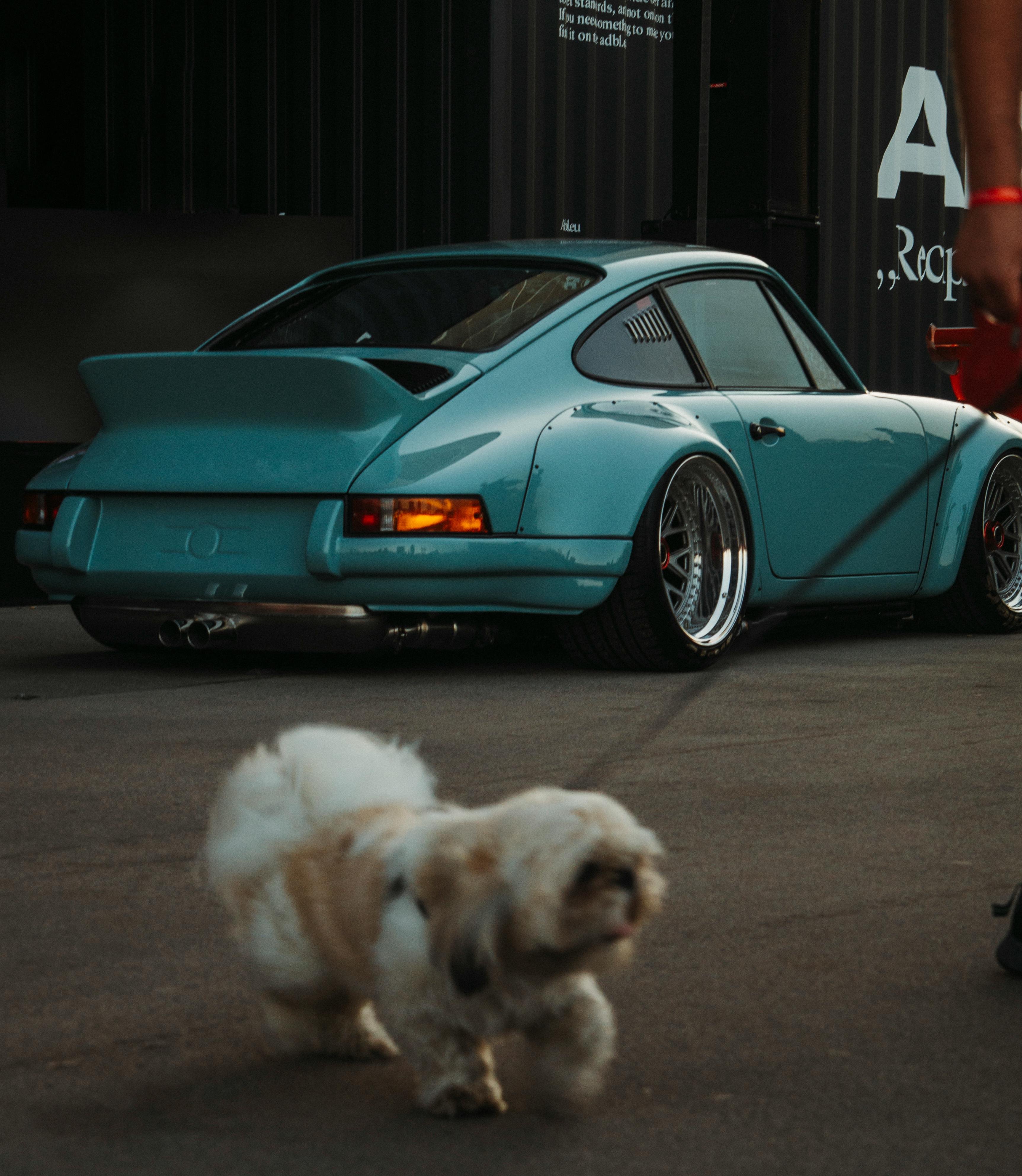 Blue vintage Porsche in front of a black container and a Maltese dog on a leash